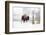 Buffalo looking for Direction. Yellowstone National Park. Wyoming.-Tom Norring-Framed Photographic Print