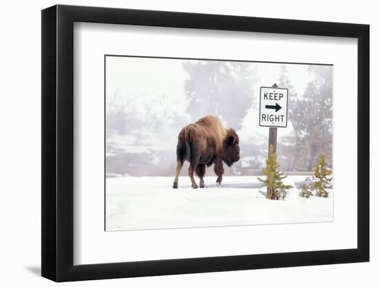 Buffalo looking for Direction. Yellowstone National Park. Wyoming.-Tom Norring-Framed Photographic Print