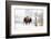 Buffalo looking for Direction. Yellowstone National Park. Wyoming.-Tom Norring-Framed Photographic Print