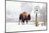 Buffalo looking for Direction. Yellowstone National Park. Wyoming.-Tom Norring-Mounted Photographic Print