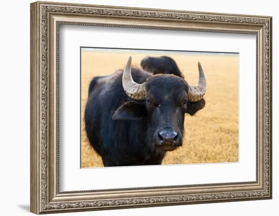 Buffalo, National Park of Ichkeul, Bizerte Province, Tunisia, North Africa-Nico Tondini-Framed Photographic Print