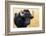 Buffalo, National Park of Ichkeul, Bizerte Province, Tunisia, North Africa-Nico Tondini-Framed Photographic Print