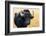 Buffalo, National Park of Ichkeul, Bizerte Province, Tunisia, North Africa-Nico Tondini-Framed Photographic Print