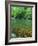 Buffalo National River, Arkansas, USA-Charles Gurche-Framed Photographic Print