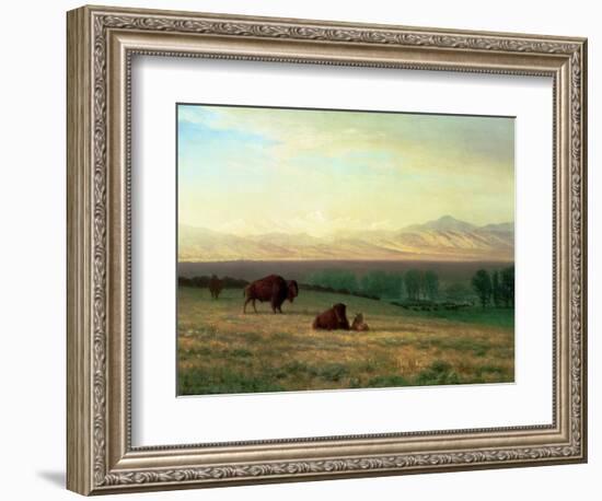 Buffalo on the Plains, C.1890-Albert Bierstadt-Framed Premium Giclee Print