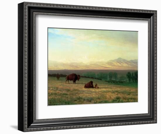 Buffalo on the Plains, C.1890-Albert Bierstadt-Framed Premium Giclee Print