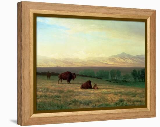 Buffalo on the Plains, C.1890-Albert Bierstadt-Framed Premier Image Canvas