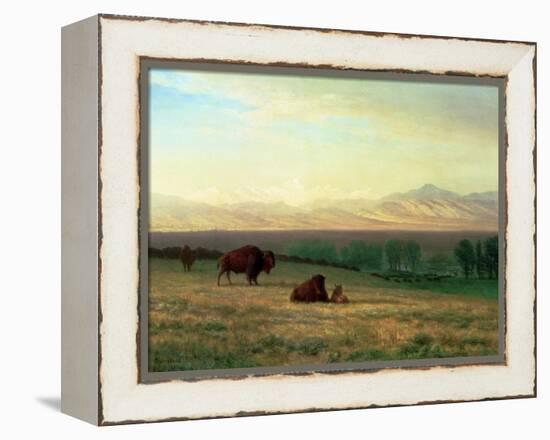 Buffalo on the Plains, C.1890-Albert Bierstadt-Framed Premier Image Canvas