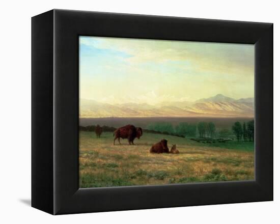 Buffalo on the Plains, C.1890-Albert Bierstadt-Framed Premier Image Canvas