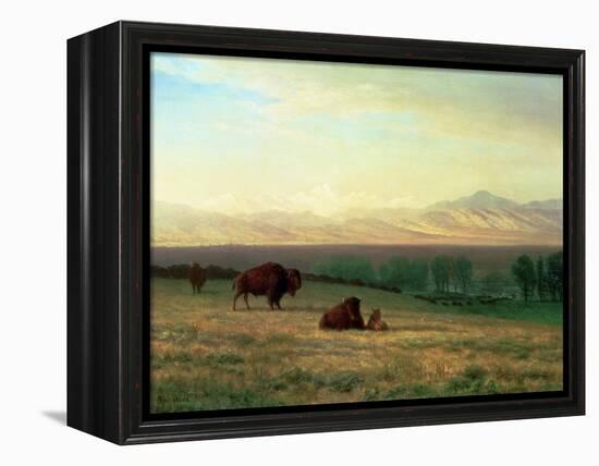 Buffalo on the Plains, C.1890-Albert Bierstadt-Framed Premier Image Canvas