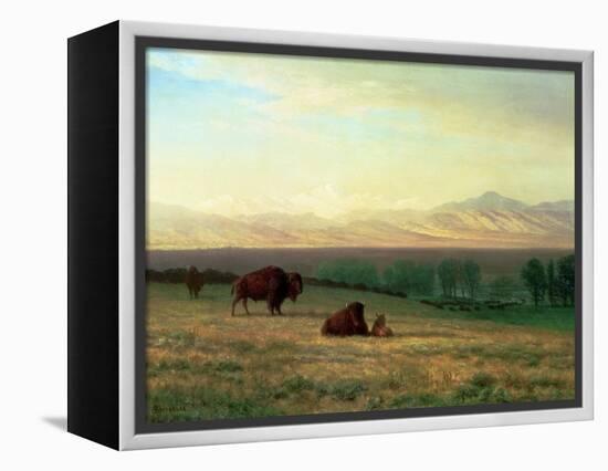 Buffalo on the Plains, C.1890-Albert Bierstadt-Framed Premier Image Canvas