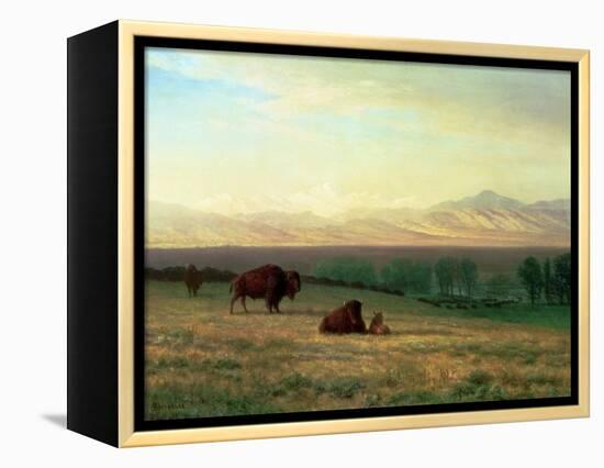 Buffalo on the Plains, C.1890-Albert Bierstadt-Framed Premier Image Canvas