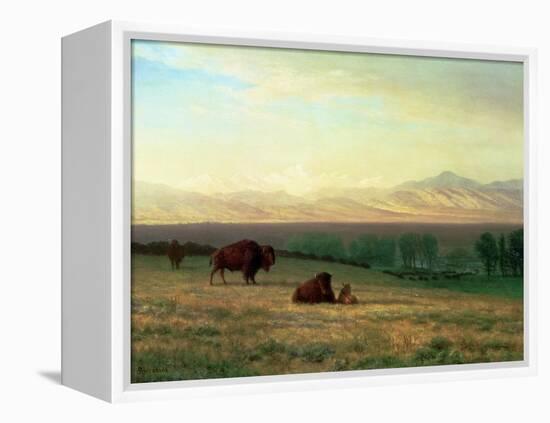 Buffalo on the Plains, C.1890-Albert Bierstadt-Framed Premier Image Canvas