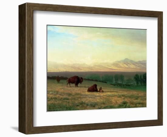 Buffalo on the Plains, C.1890-Albert Bierstadt-Framed Giclee Print