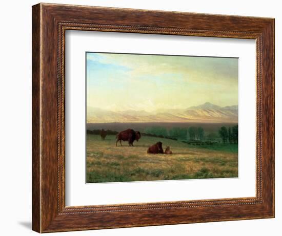 Buffalo on the Plains, C.1890-Albert Bierstadt-Framed Giclee Print