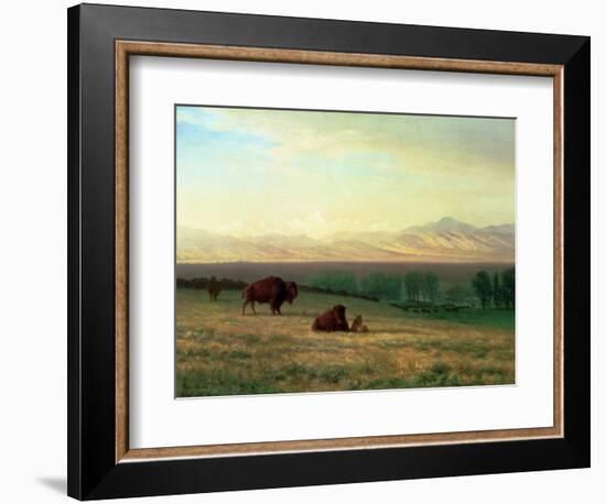 Buffalo on the Plains, C.1890-Albert Bierstadt-Framed Giclee Print