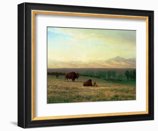 Buffalo on the Plains, C.1890-Albert Bierstadt-Framed Giclee Print