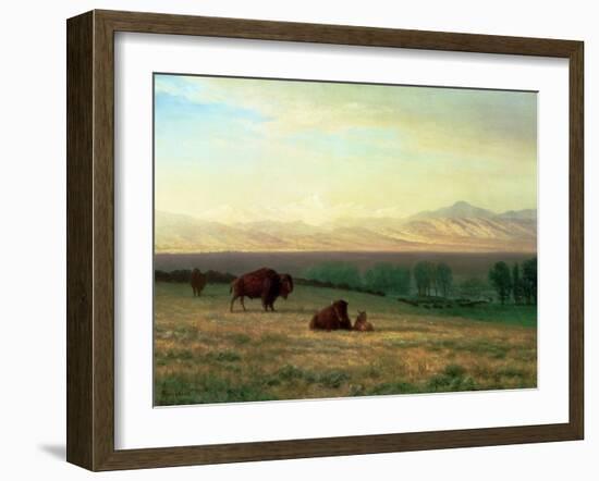 Buffalo on the Plains, C.1890-Albert Bierstadt-Framed Giclee Print