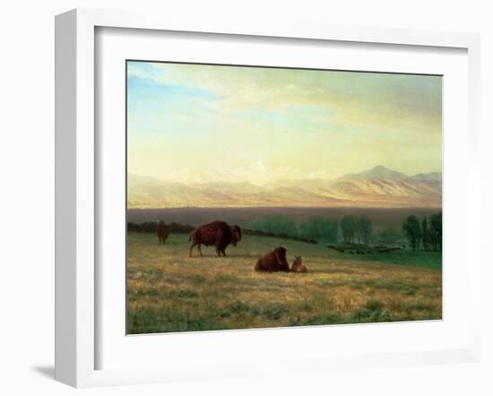 Buffalo on the Plains, C.1890-Albert Bierstadt-Framed Giclee Print