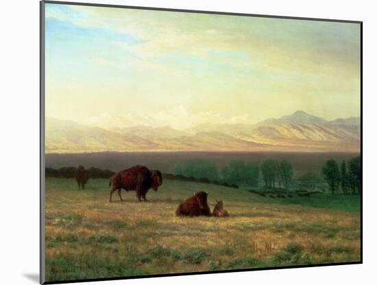Buffalo on the Plains, C.1890-Albert Bierstadt-Mounted Giclee Print