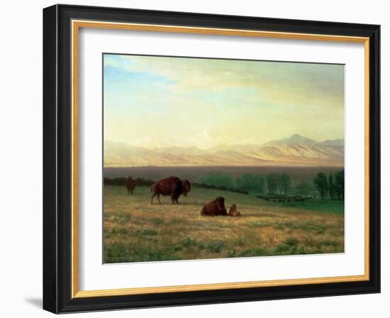 Buffalo on the Plains, C.1890-Albert Bierstadt-Framed Giclee Print