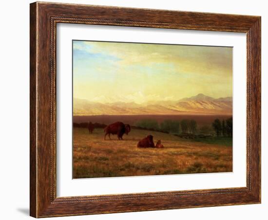 Buffalo on the Plains, Circa 1890-Sir William Beechey-Framed Giclee Print