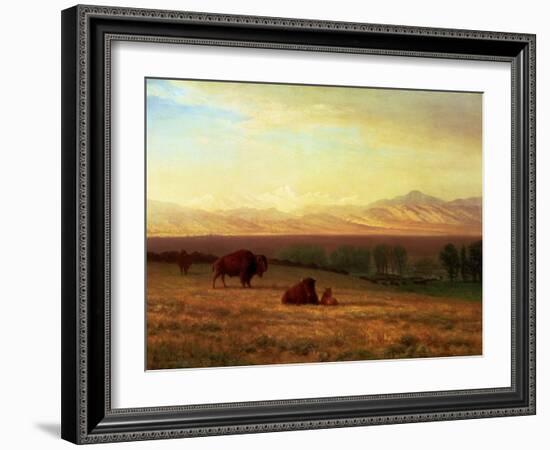 Buffalo on the Plains, Circa 1890-Sir William Beechey-Framed Giclee Print