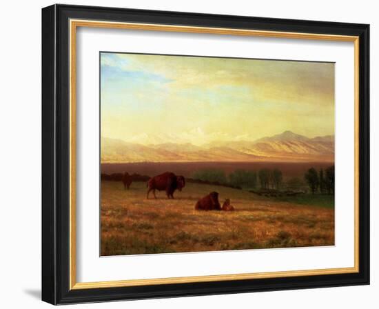 Buffalo on the Plains, Circa 1890-Sir William Beechey-Framed Giclee Print