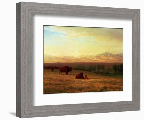 Buffalo on the Plains, Circa 1890-Sir William Beechey-Framed Premium Giclee Print