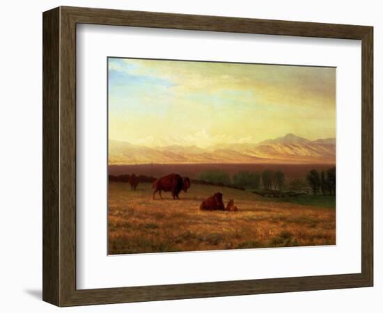 Buffalo on the Plains, Circa 1890-Sir William Beechey-Framed Premium Giclee Print