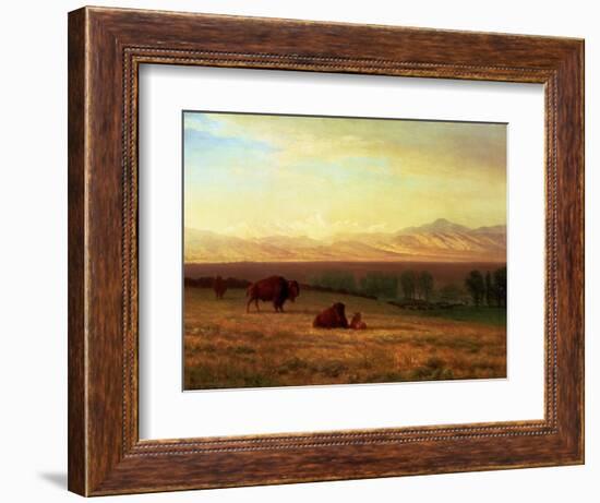 Buffalo on the Plains, Circa 1890-Sir William Beechey-Framed Premium Giclee Print