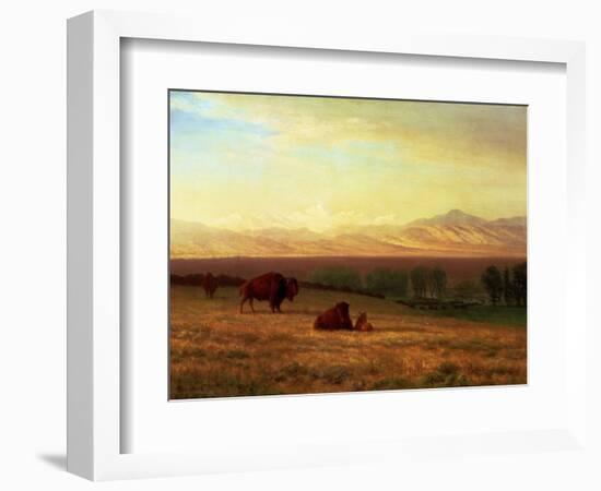 Buffalo on the Plains, Circa 1890-Sir William Beechey-Framed Giclee Print