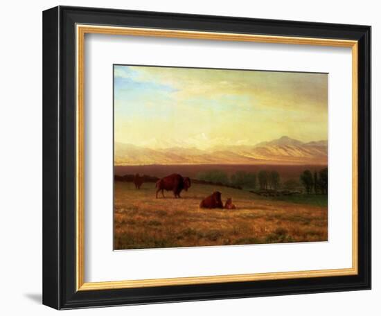 Buffalo on the Plains, Circa 1890-Sir William Beechey-Framed Giclee Print