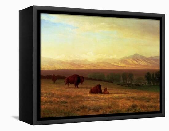 Buffalo on the Plains, Circa 1890-Sir William Beechey-Framed Premier Image Canvas