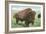 Buffalo on the Range-null-Framed Art Print