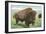 Buffalo on the Range-null-Framed Art Print