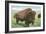 Buffalo on the Range-null-Framed Art Print