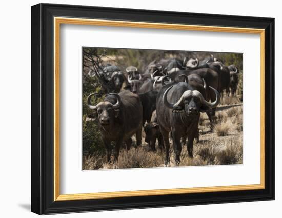 Buffalo, Private Game Ranch, Great Karoo, South Africa-Pete Oxford-Framed Photographic Print