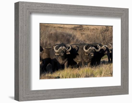 Buffalo, Private Game Ranch, Great Karoo, South Africa-Pete Oxford-Framed Photographic Print