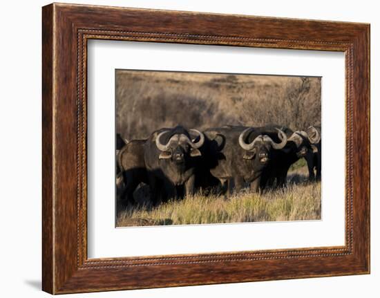 Buffalo, Private Game Ranch, Great Karoo, South Africa-Pete Oxford-Framed Photographic Print