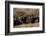 Buffalo, Private Game Ranch, Great Karoo, South Africa-Pete Oxford-Framed Photographic Print