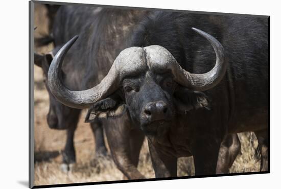 Buffalo, Private Game Ranch, Great Karoo, South Africa-Pete Oxford-Mounted Photographic Print