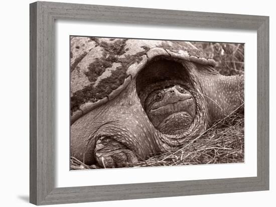 Buffalo River 11-Gordon Semmens-Framed Photographic Print