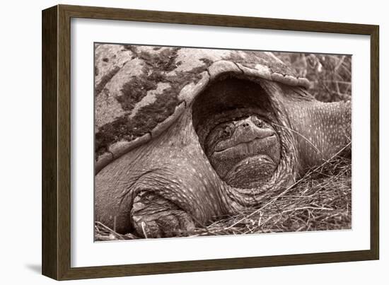 Buffalo River 11-Gordon Semmens-Framed Photographic Print