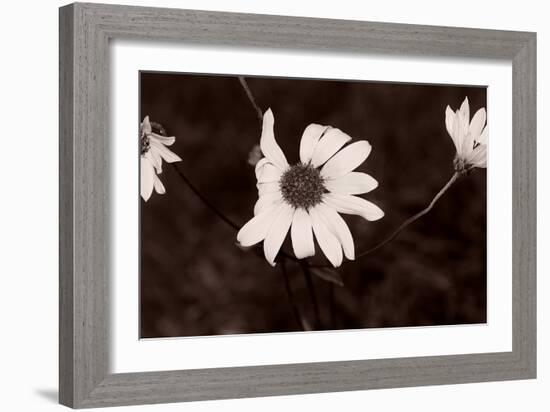 Buffalo River 18-Gordon Semmens-Framed Photographic Print