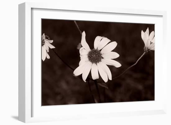 Buffalo River 18-Gordon Semmens-Framed Photographic Print