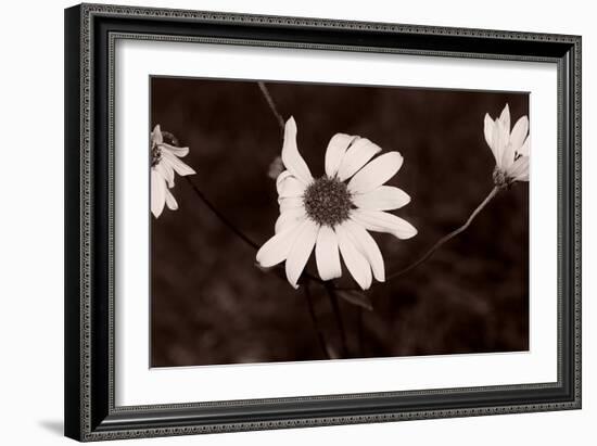 Buffalo River 18-Gordon Semmens-Framed Photographic Print