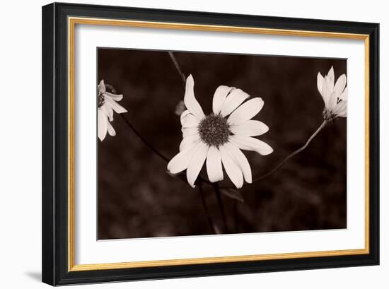 Buffalo River 18-Gordon Semmens-Framed Photographic Print