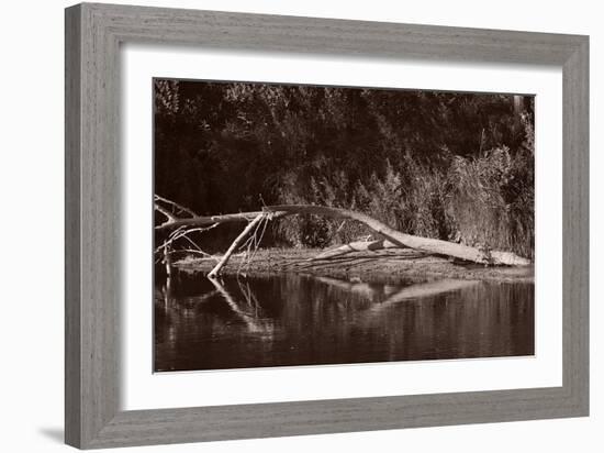 Buffalo River 1-Gordon Semmens-Framed Photographic Print