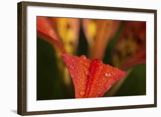 Buffalo River 2090-Gordon Semmens-Framed Photographic Print